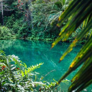 Lagoon in the jungle. Frenchman's Cove, Portland, Jamaica